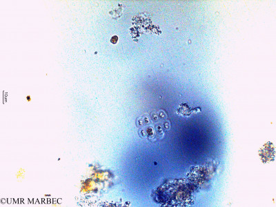 phyto/Scattered_Islands/europa/COMMA April 2011/Gloeocapsa sp (3).tif(copy)_thumb.jpg